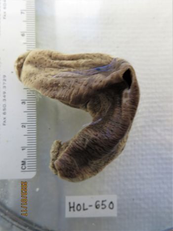 Media type: image;   Invertebrate Zoology HOL-650 Description: Preserved specimen.;